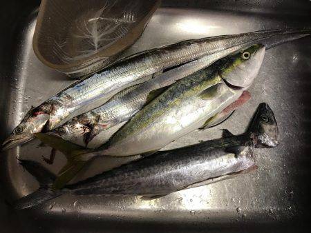 貝塚人工島1本勝負